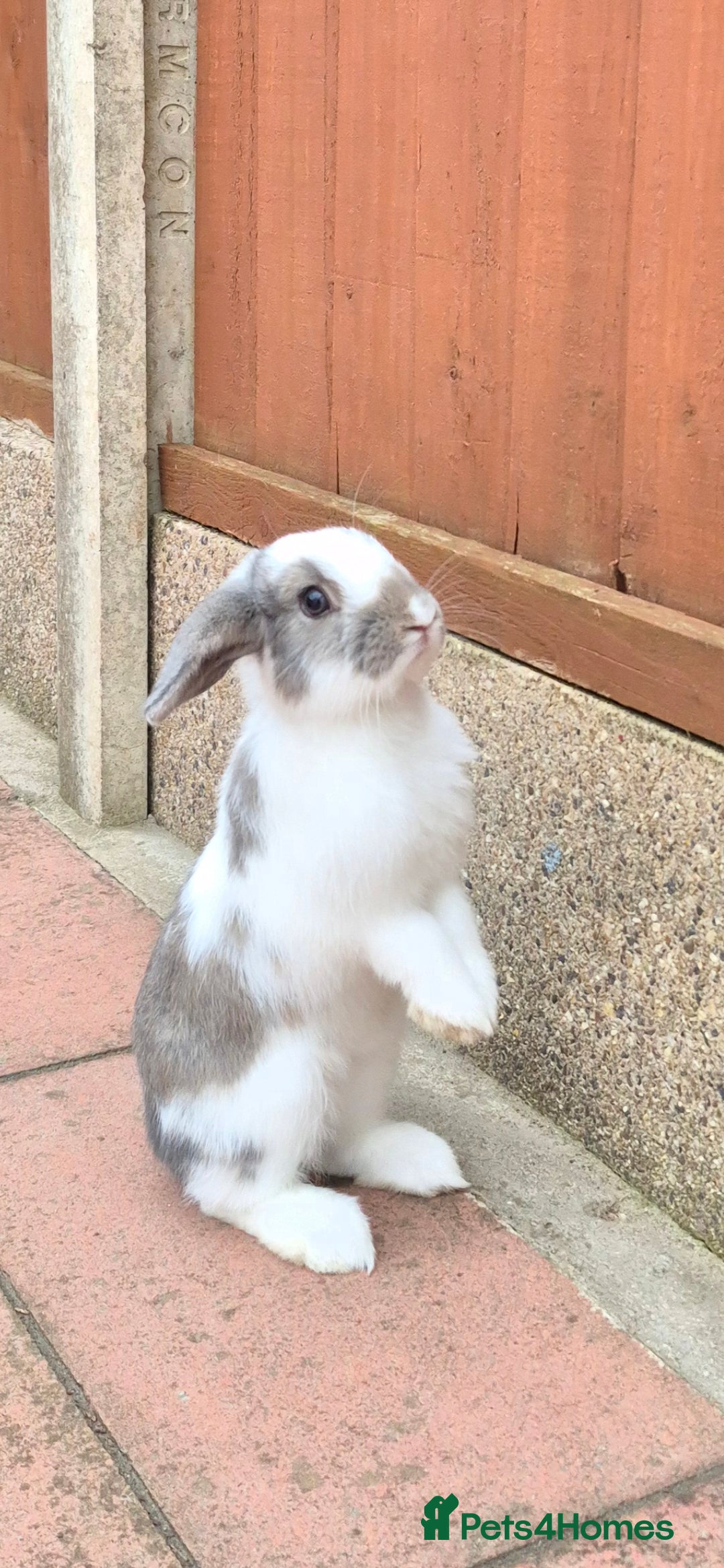 Mini Lop rabbits for sale: 14-Week-Old Rabbits (£120 for Pair)  - Image 7