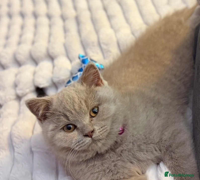 British Shorthair cats Male and Female British Shorthair Kittens - Advert 2