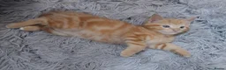 Mixed Breed cats for sale: Beautiful ginger fur baby - Advert 3