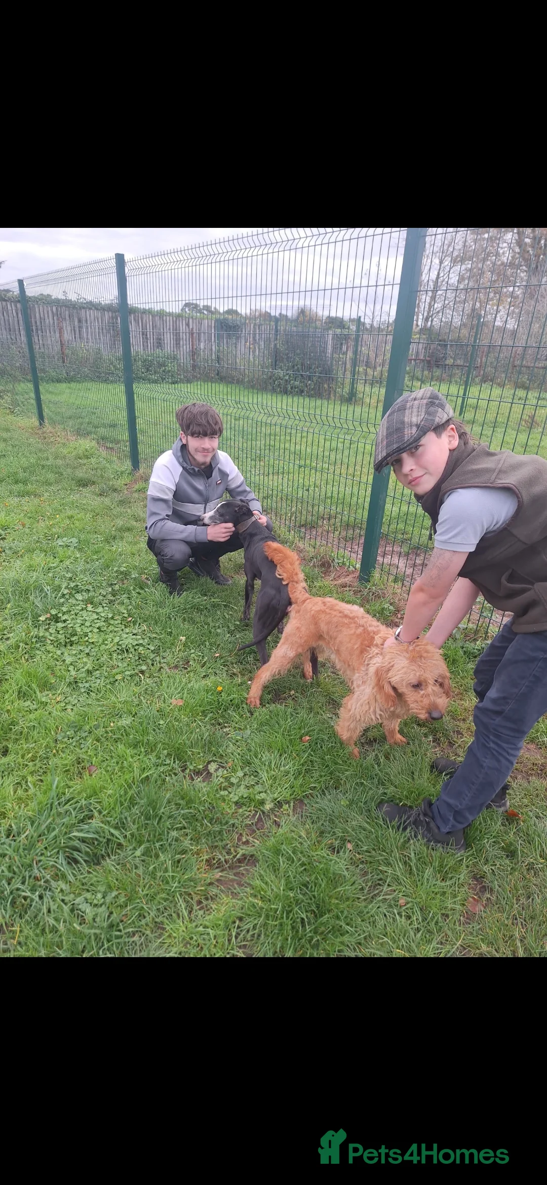 Mixed Breed dogs for sale: Miniature labradoodle X Whippet Puppies - Advert 3