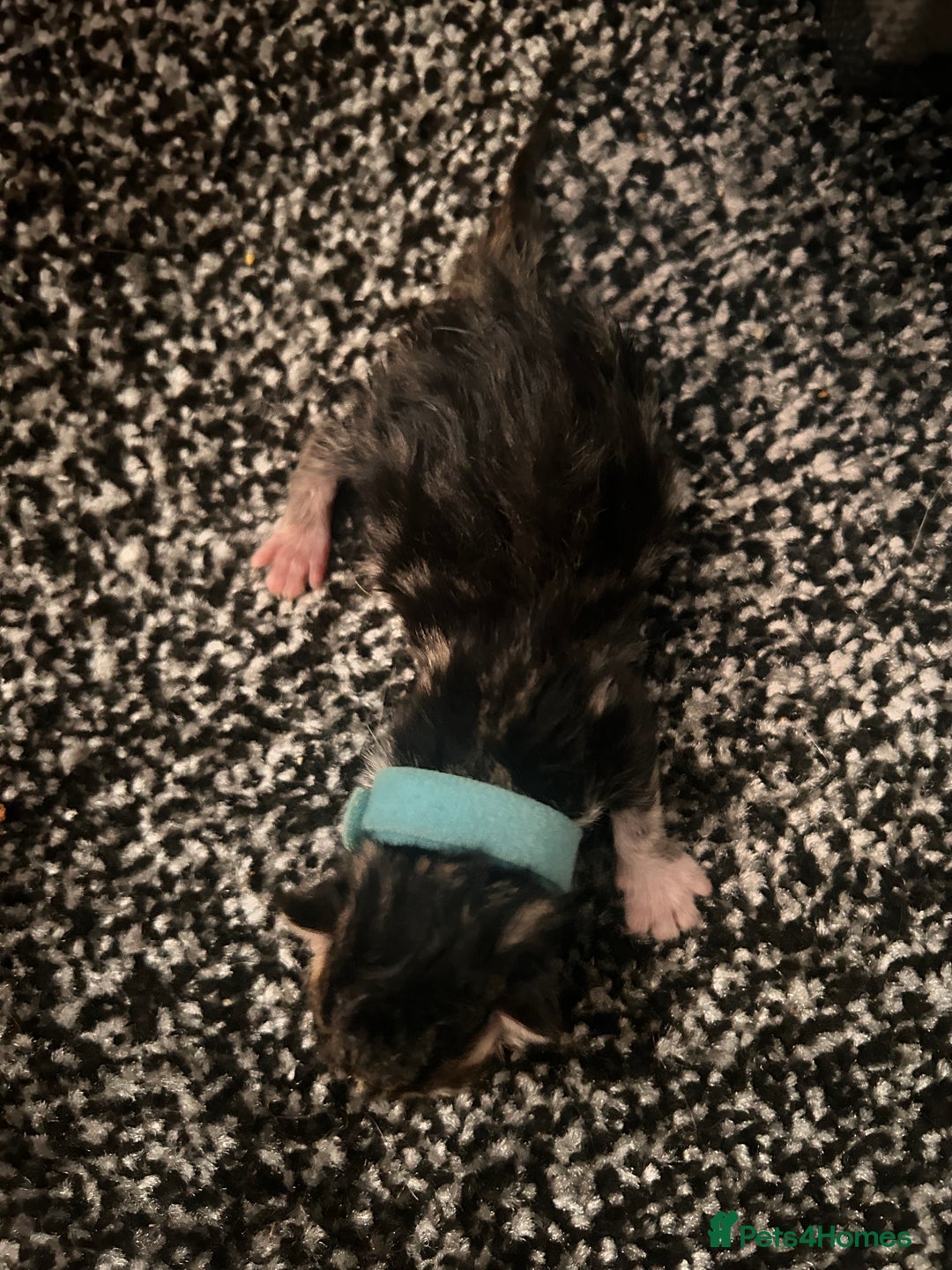 Mixed Breed cats for sale: Ragdoll x DSH Calico kittens - Image 5