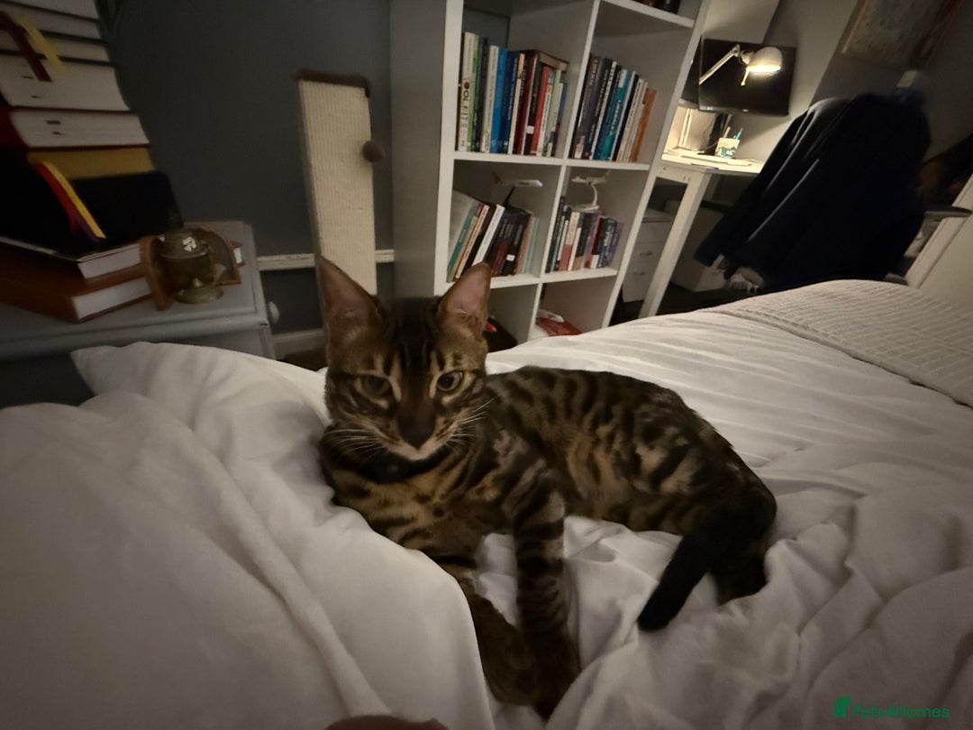 Bengal cats for stud: Stunning Bengal for stud - Advert 14