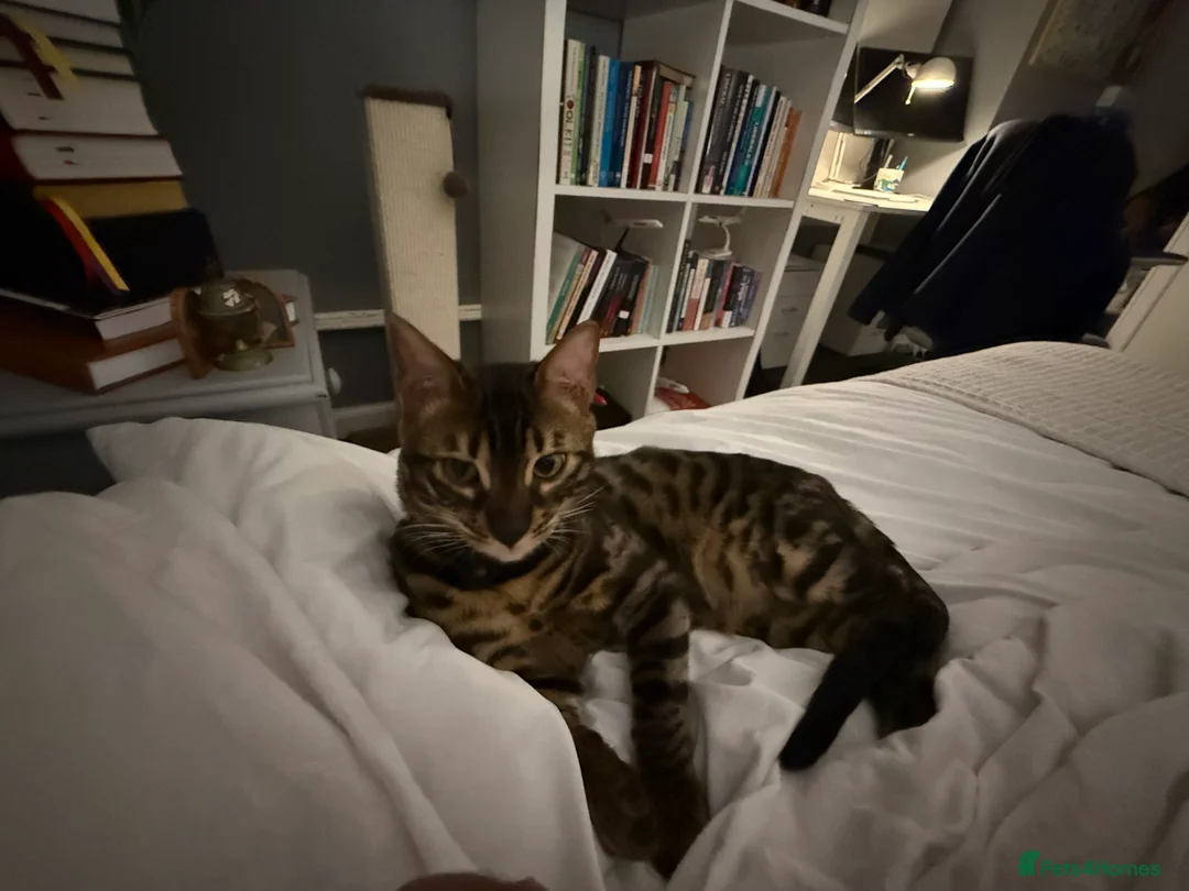 Bengal cats for stud: Stunning Bengal for stud - Advert 14