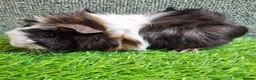 Guinea Pig rodents for sale: Pair baby brothers guinea pigs - Advert 11