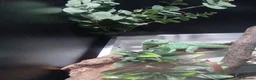 Lizard reptiles for sale: Green basilisk with full setup  - Advert 4