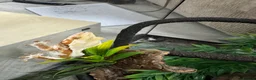 Gecko reptiles for sale: Lilly white female gecko - Advert 8