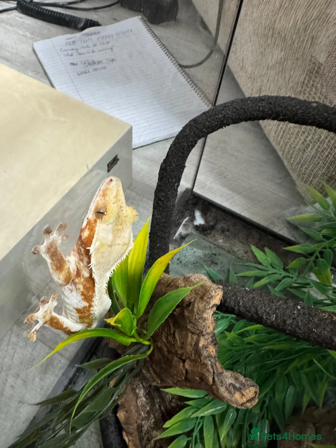 Gecko reptiles for sale: Lilly white female gecko - Advert 8