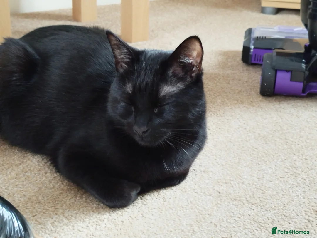 Bombay cats for sale: Black male cat loki - Advert 6