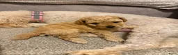 Miniature Poodle dogs for sale: Two female apricot miniature poodles  - Advert 14