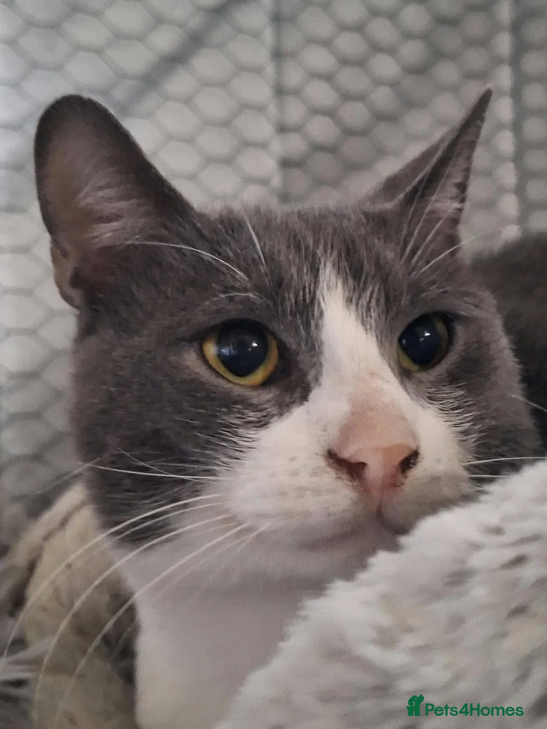 Mixed Breed cats for adoption: Thor for adoption in Leighton Buzzard - Advert 1