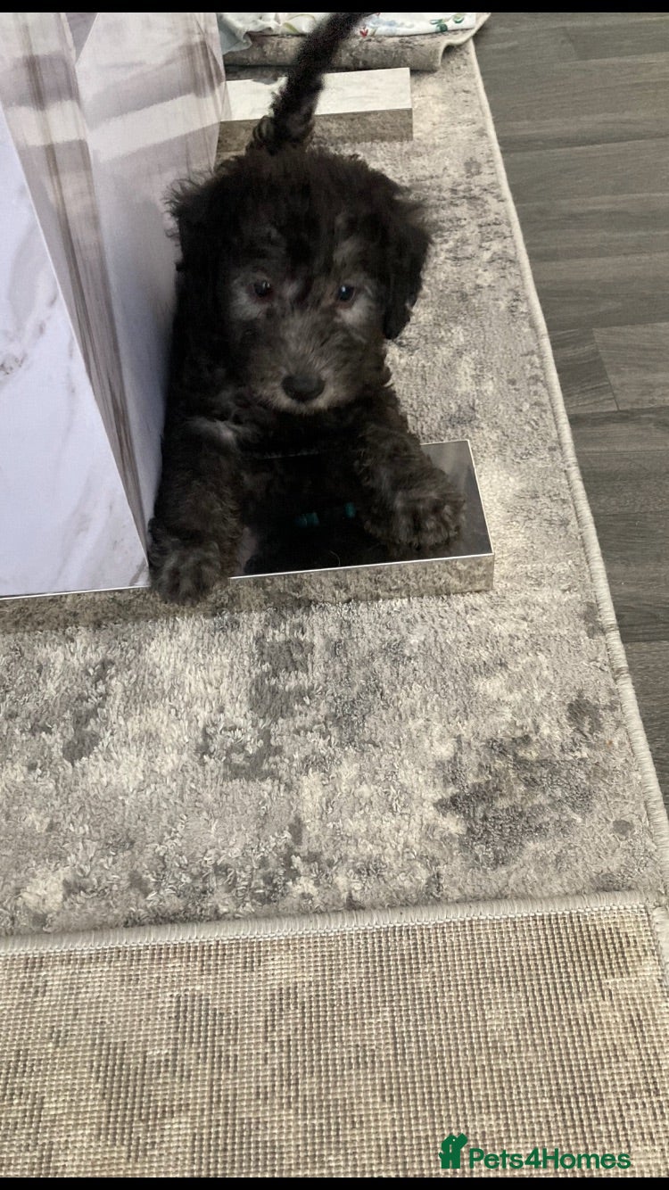 Bedlington Terrier dogs Bedlington terrier puppies 🐶 only 1 available 🐶 - Advert 8