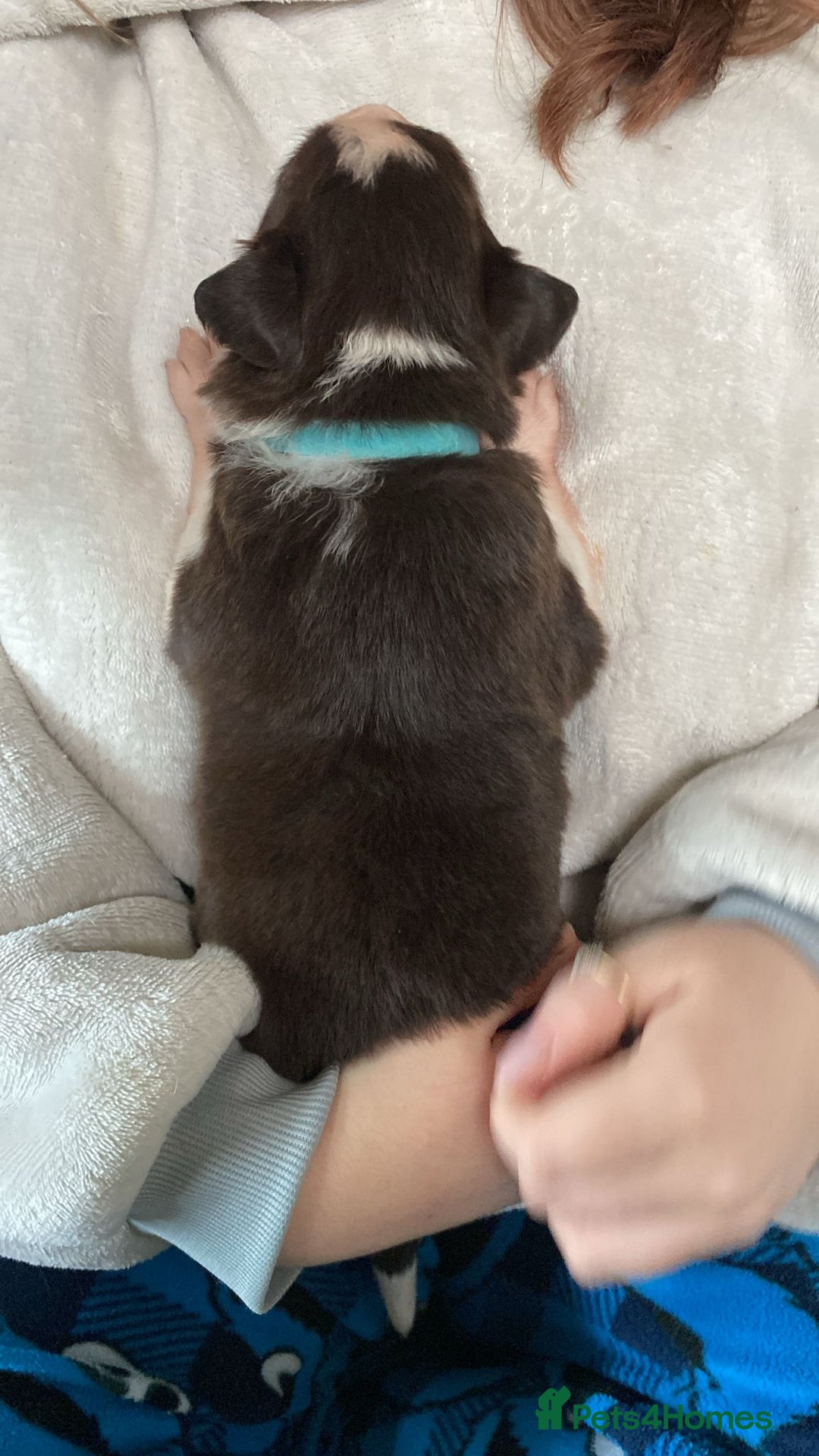 Border Collie dogs for sale: BorderCollie Pups: unique chocolate tri rough coat - Advert 10