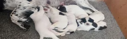 English Springer Spaniel dogs for sale: English springer spaniel pups  - Advert 4