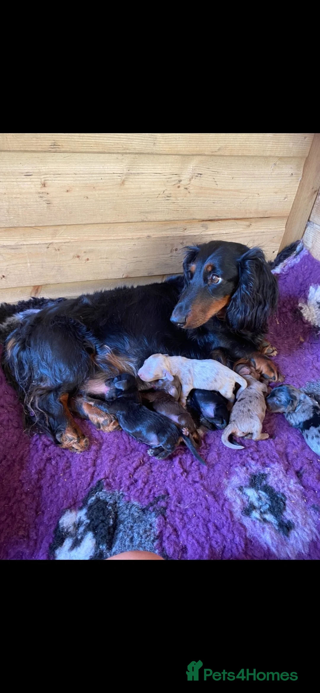 Dachshund dogs for sale: Long haired Dachshund Puppies for Sale - Advert 1