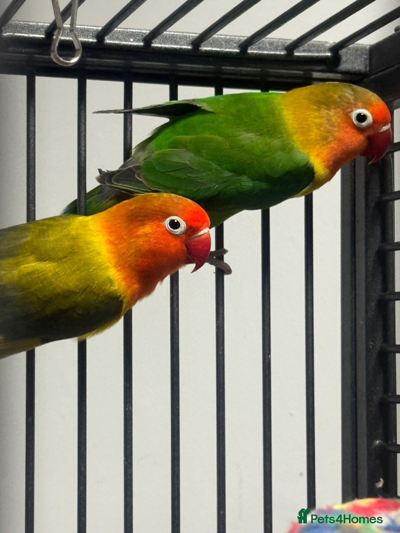 Lovebirds birds Carlslie/cumbria - Advert 5