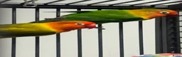 Lovebirds birds for sale: Carlslie/cumbria in Carlisle - Advert 1