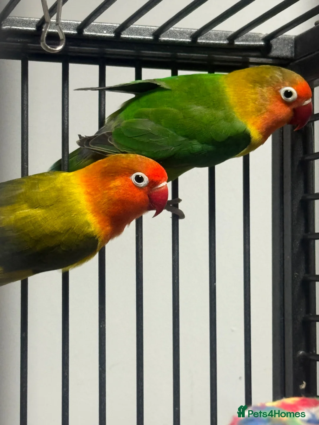 Lovebirds birds for sale: Carlslie/cumbria in Carlisle - Advert 1