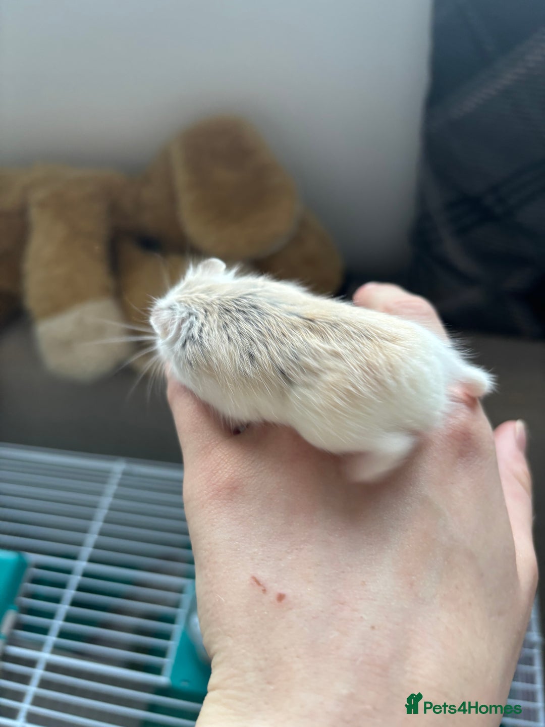 Hamster rodents for sale: Robo Hamster  - Advert 3