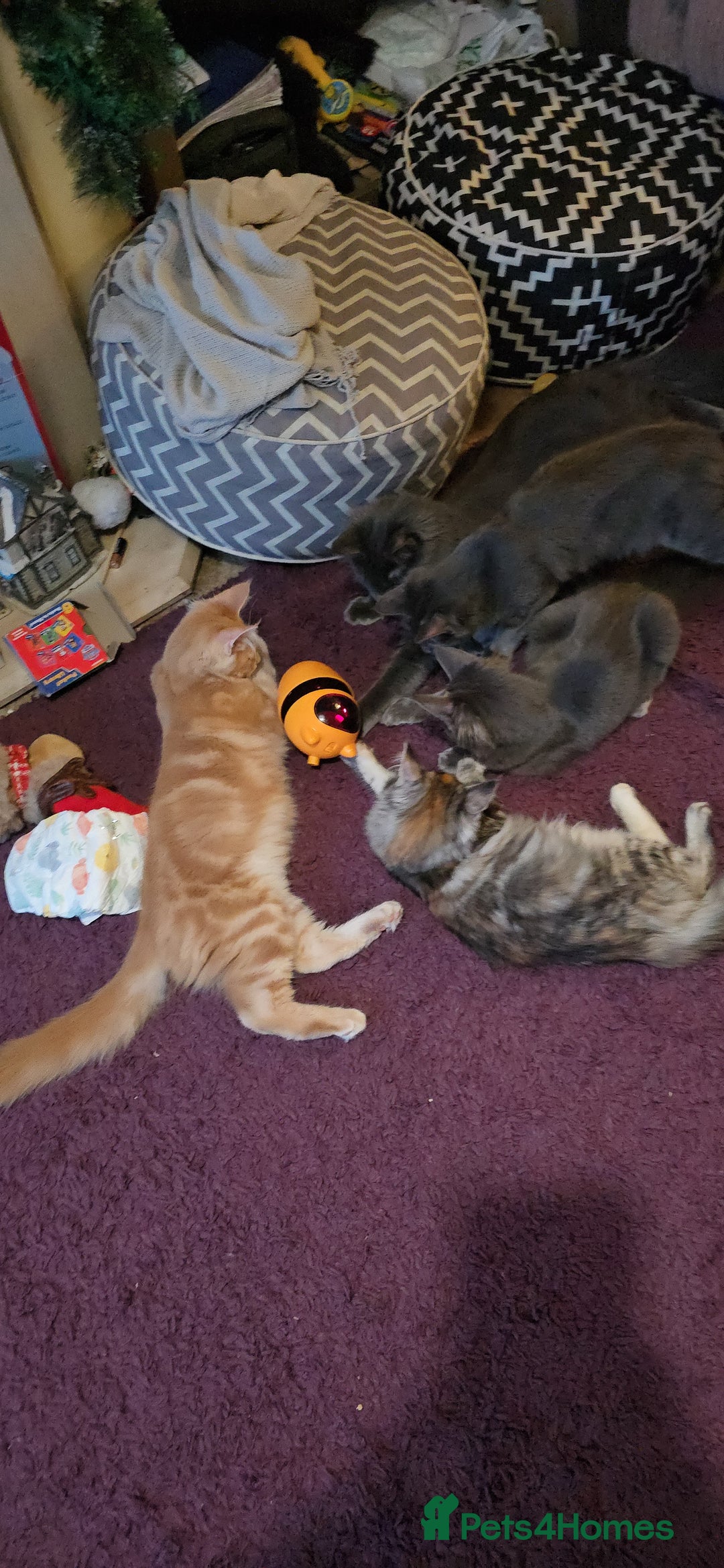 Maine Coon cats for sale: 5 beautiful maine coon ready to go - Advert 28