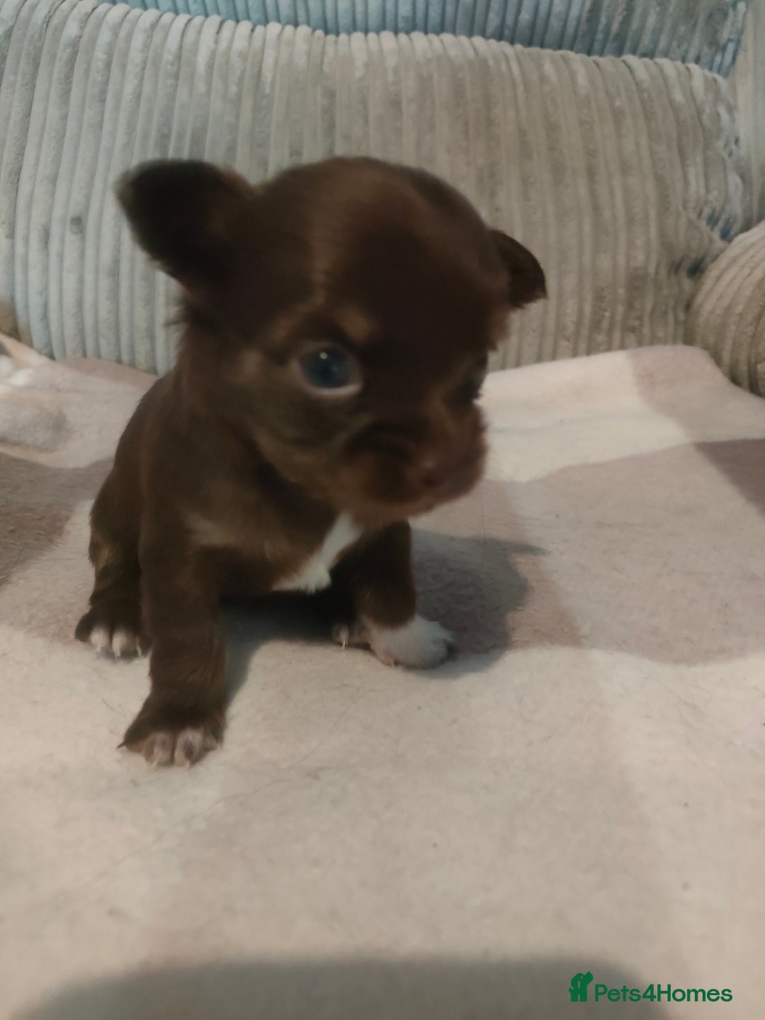 Chihuahua dogs for sale: Chihuahua puppies for sale - Advert 9