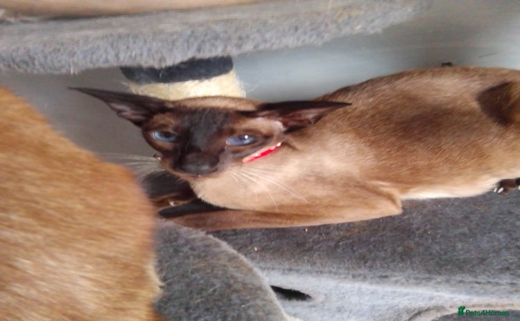 Siamese cats - Advert 1