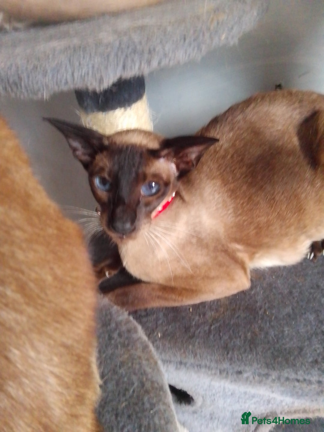 Siamese cats for sale: SIAMESE KITTENS - Image 1