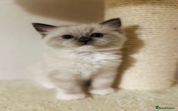 Ragdoll cats for sale: Adorable Ragdoll Kittens Ready for New Homes Soon! - Image 4