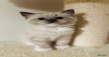 Ragdoll cats - Advert 4