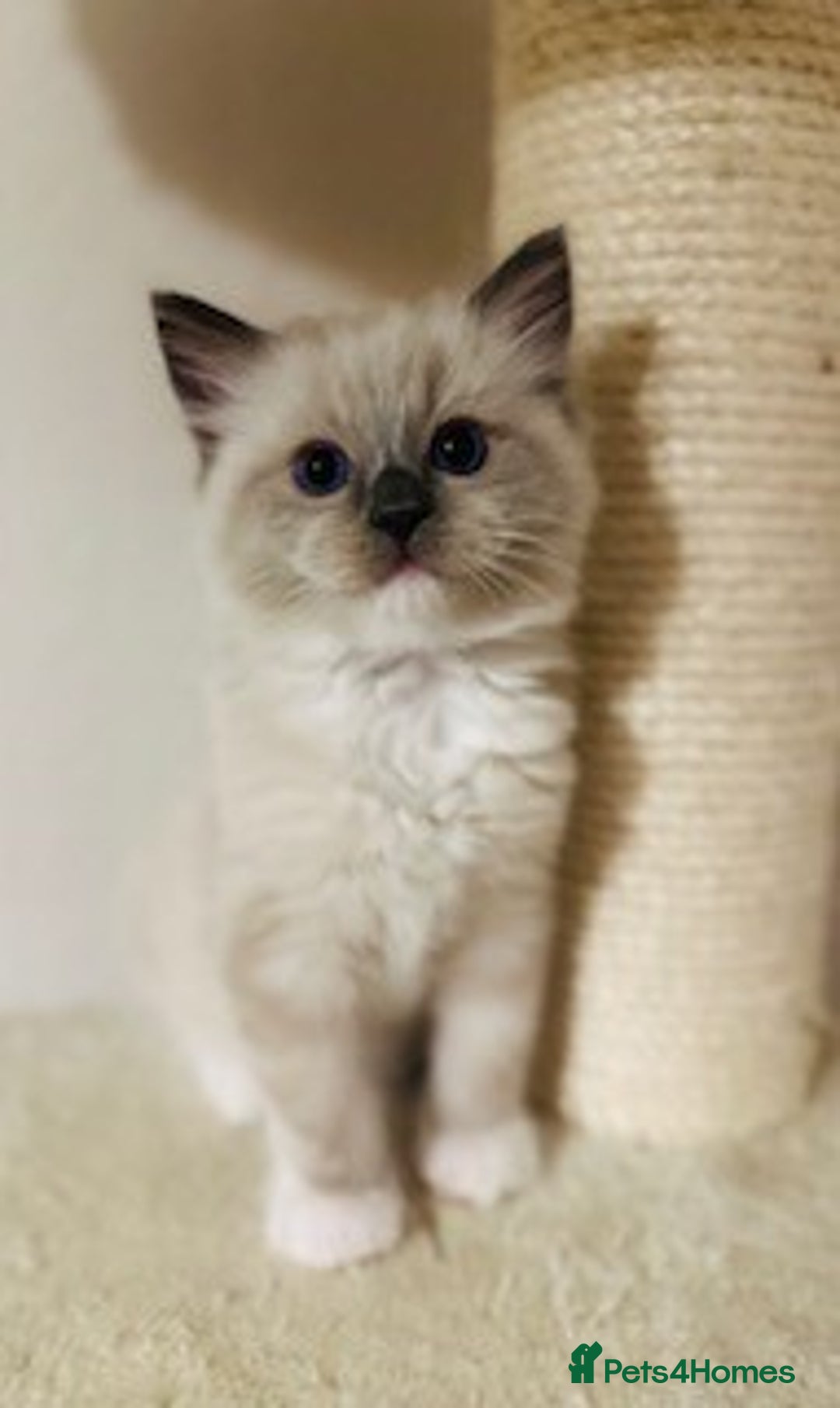 Ragdoll cats for sale: Adorable Ragdoll Kittens Ready for New Homes Soon! - Image 4