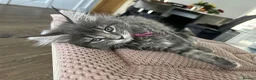 Maine Coon cats for sale: TICA Registered Maine Coon Kittens Available  in Sutton - Advert 22