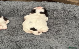 English Springer Spaniel dogs for sale: Beautiful English Springer Spaniel Puppies  - Image 9