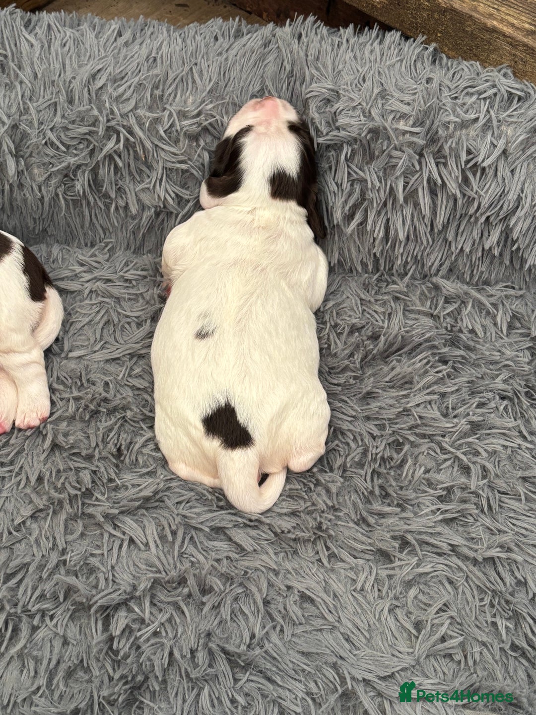 English Springer Spaniel dogs for sale: Beautiful English Springer Spaniel Puppies  - Image 9