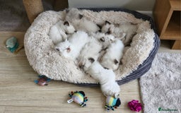 Ragdoll cats for sale: 🐾 Gorgeous Ragdoll Kittens.Ready 22nd December 🐾 - Image 10