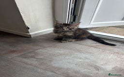 Maine Coon cats for sale: Maine coons - Image 5