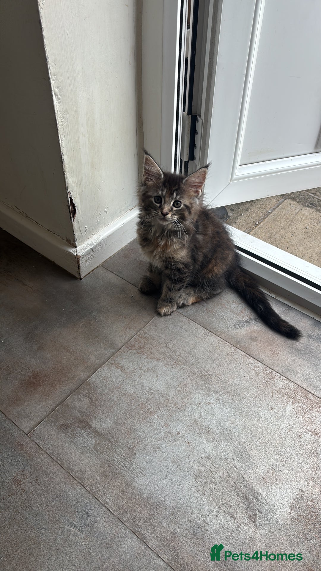 Maine Coon cats for sale: Maine coons - Image 5