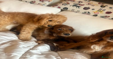 Mixed Breed dogs - Advert 5