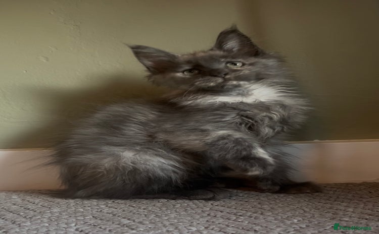 Maine Coon cats - Advert 12
