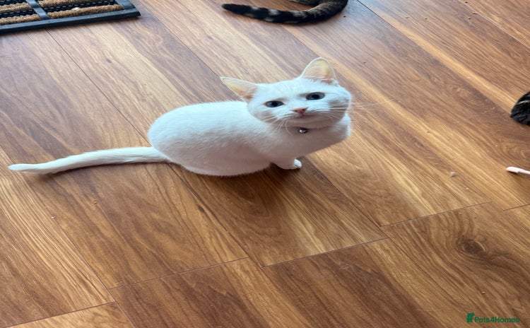 British Shorthair cats Female cats for forever homes  - Advert 9