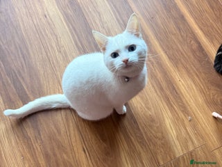 British Shorthair cats Female cats for forever homes - Advert 16