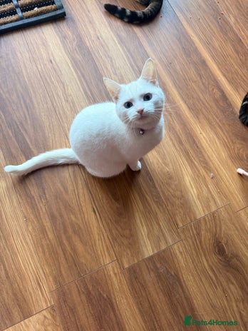 British Shorthair cats Female cats for forever homes - Advert 9