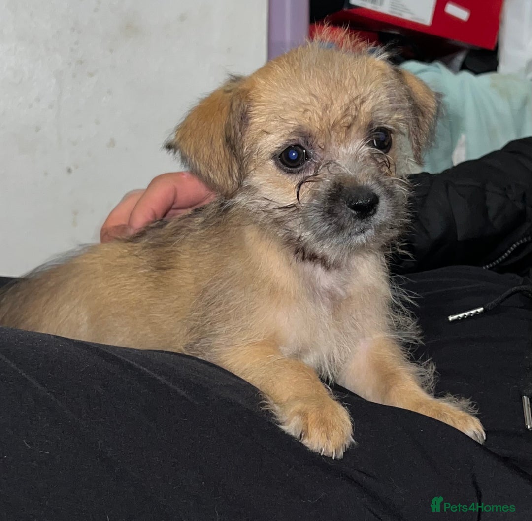 Mixed Breed dogs for sale: Mixed breed puppies  - Image 5