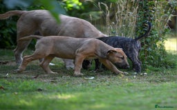 Mixed Breed dogs for sale: Wheatenbull Puppies English Bullterrier x Wheaten  in Egham - Image 27