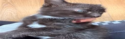 Mixed Breed cats for sale: Mane coon cross kittens  - Advert 2