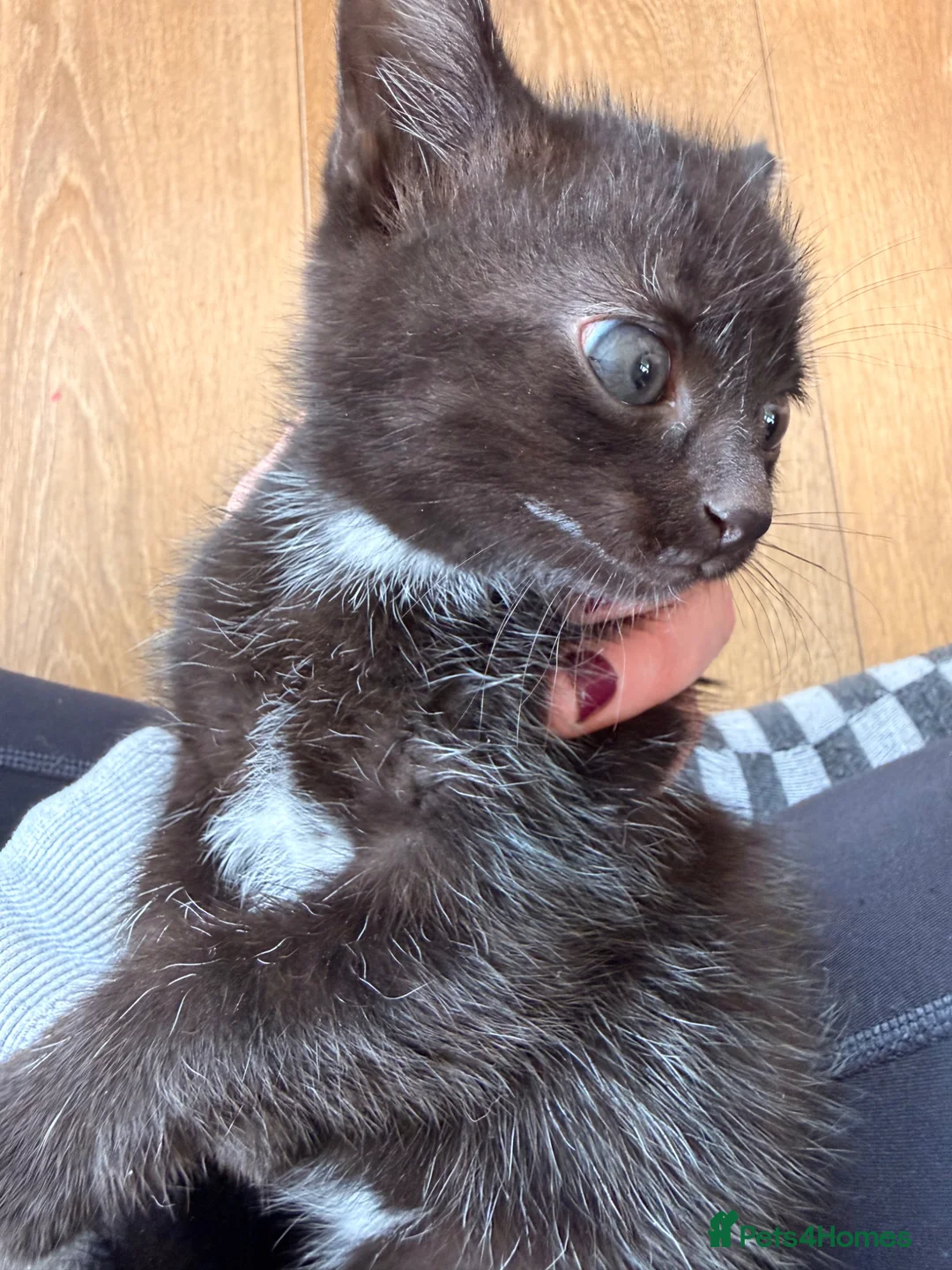 Mixed Breed cats for sale: Mane coon cross kittens  - Advert 2