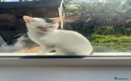 Domestic Shorthair cats for sale: Snow White sisters ❄️🥰 - Image 22