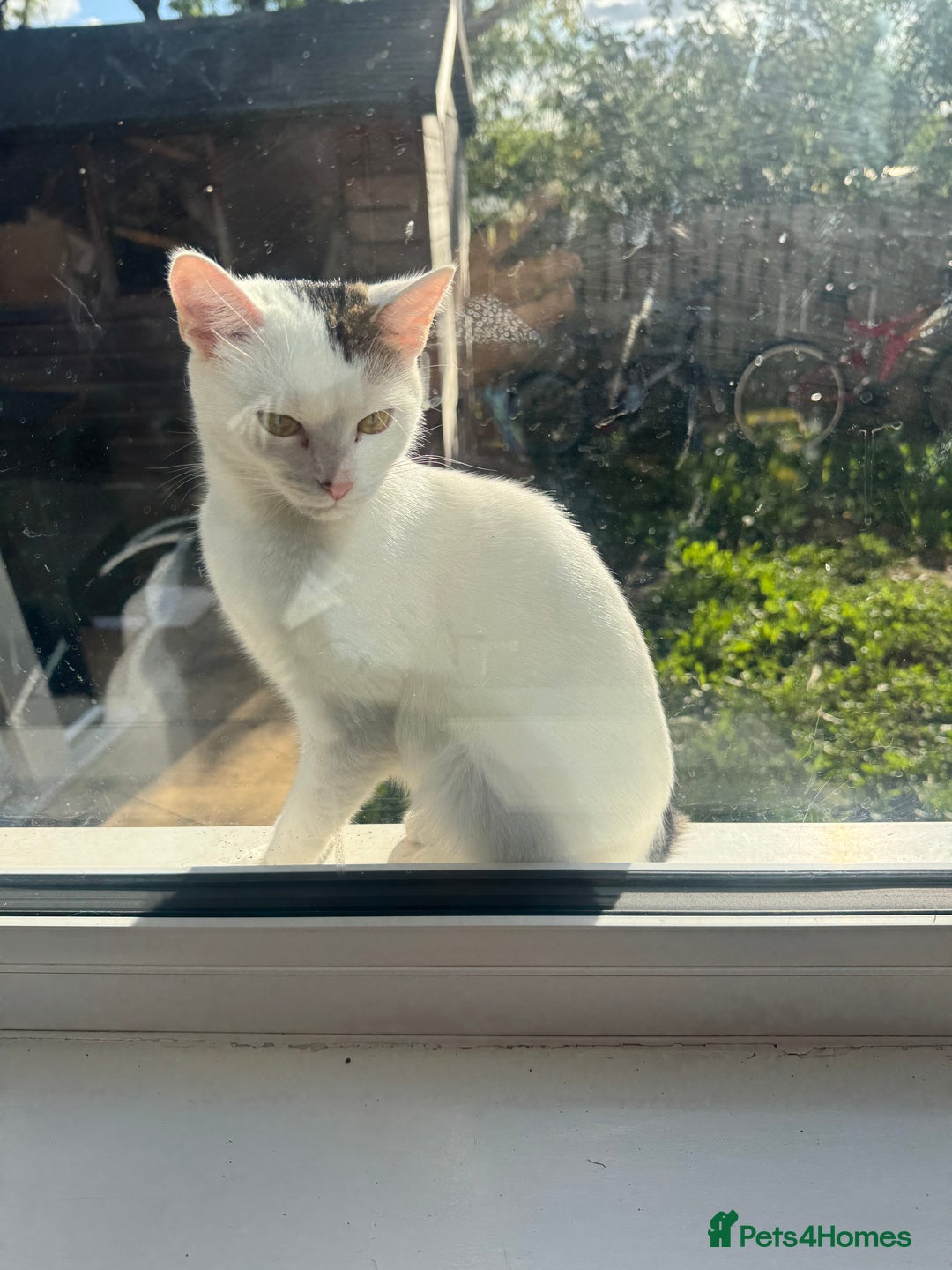 Domestic Shorthair cats for sale: Snow White sisters ❄️🥰 - Image 22