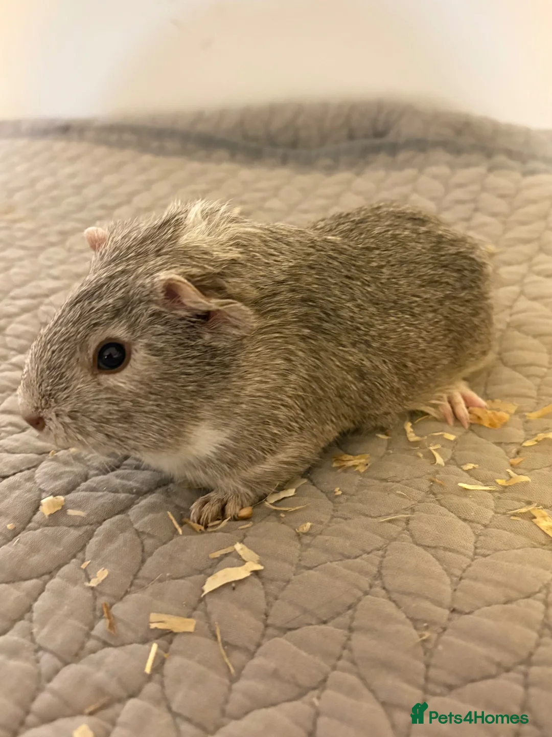 Guinea Pig rodents for sale: Baby boy guineas - Advert 2