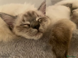 Ragdoll cats for sale: GCCF Seal Tabby Ragdoll Kittens Kent - Advert 2