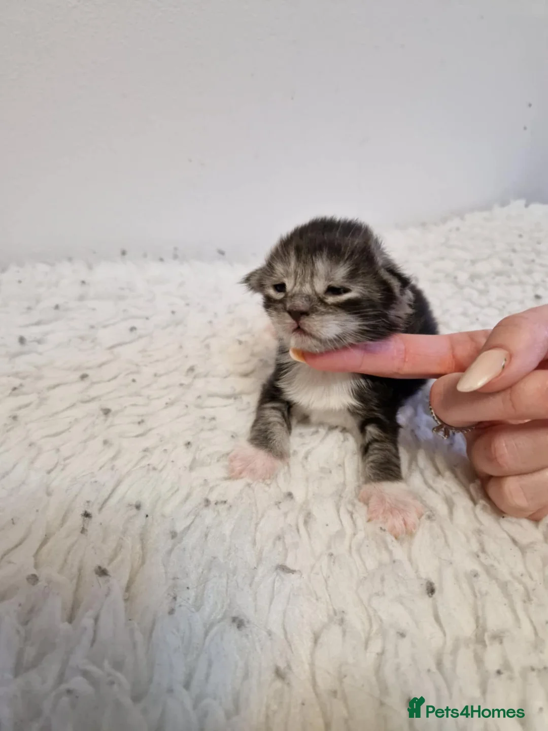 Maine Coon cats for sale: 6 stunning Maine coon kittens  - Advert 5