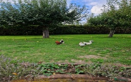 Chickens poultry for sale: Pekin bantams for sale  - Image 13